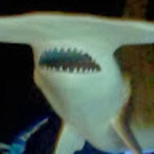 Meet your Posher, Dale